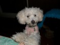 /album/fotogaleria-veterinarias/umha-005-jpg/